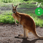 Red Kangaroo　アカカンガルー
